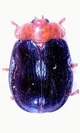   Spaethaspis  habitus. 